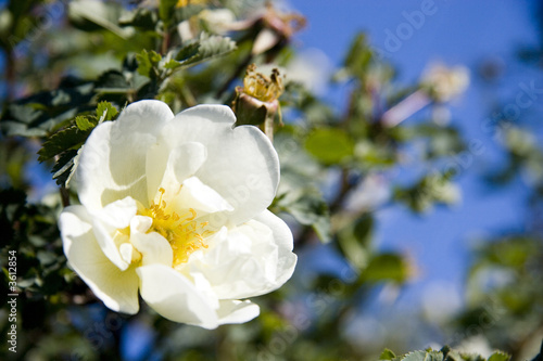 flower of dogrose under the sky