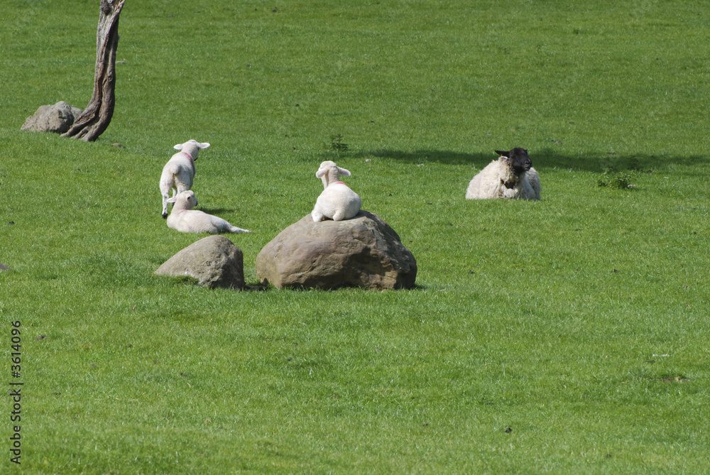 Naklejka premium sunbathing lamb