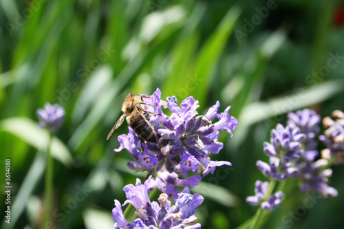 A bee is collecting pollen in a violet flower. © koi88