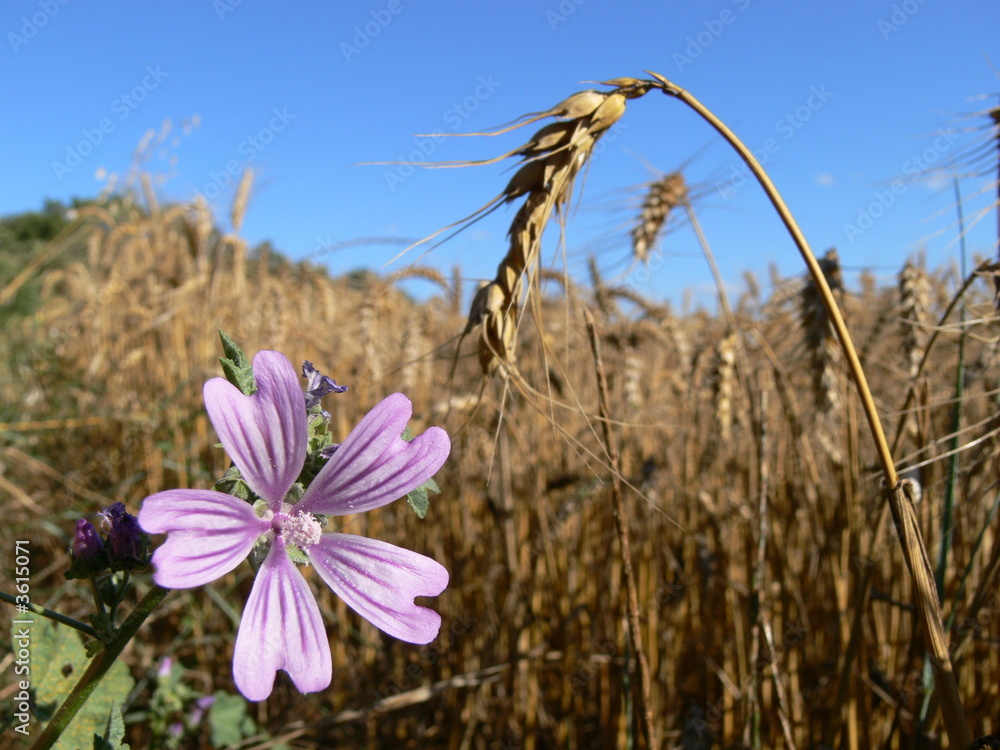 Obraz premium Fleur des champs