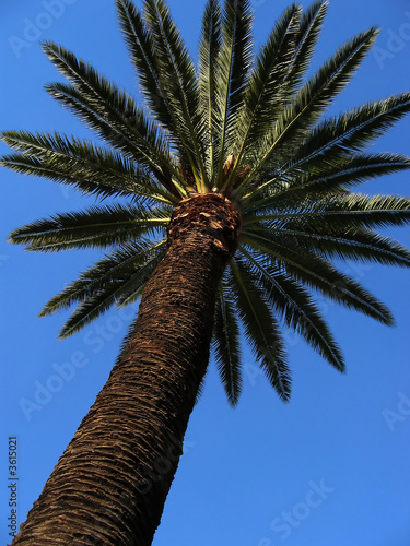 Trunk and leaves of a palm tree with a clear blue sky.