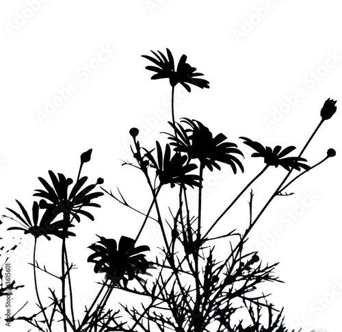 daisies silhouettes against white background