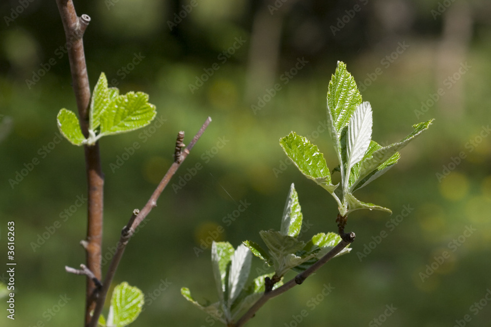 Fleurs et plantes-267.dng Fleurs et plantes-267.dng