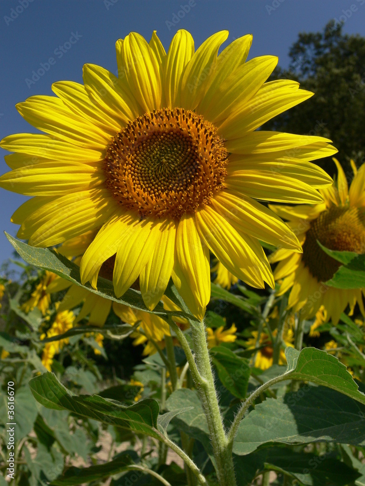Obraz premium sunflower in a field