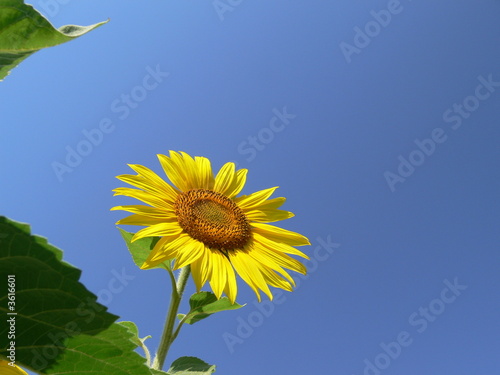 sunflower and leaf