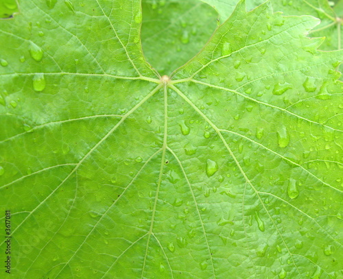 vine leaf background