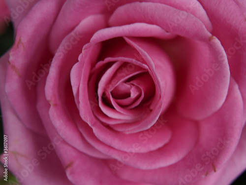 Bloom of Pink Rose