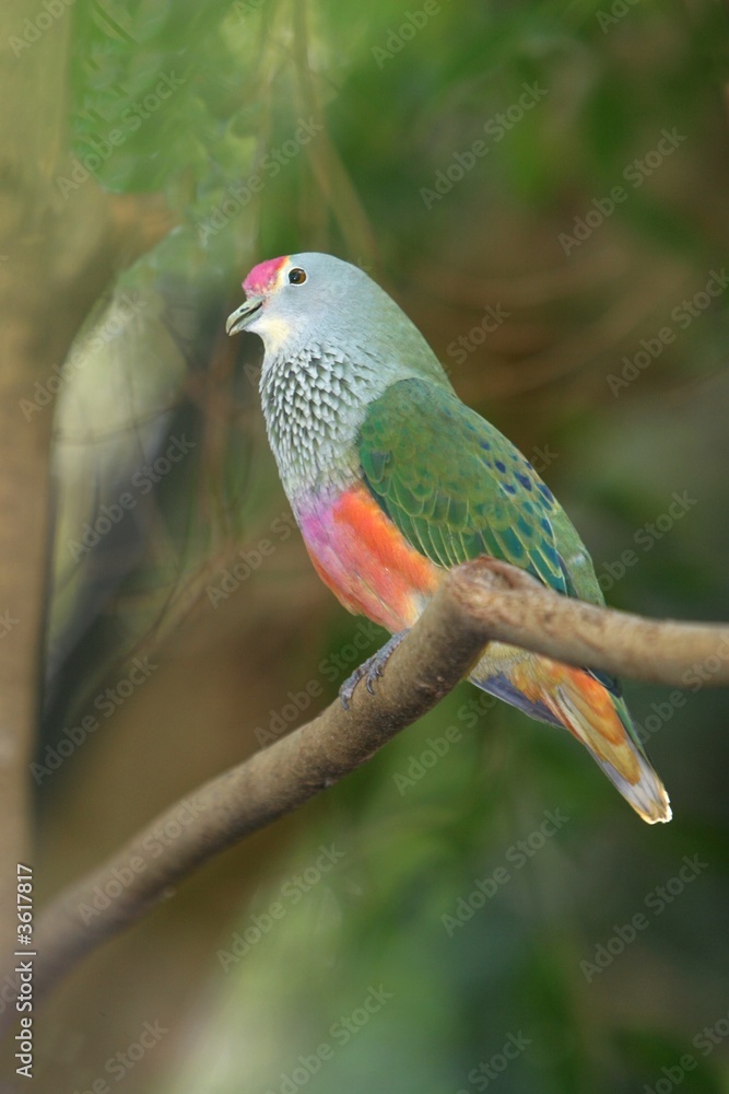 Obraz premium Rose Crowned Fruit Dove