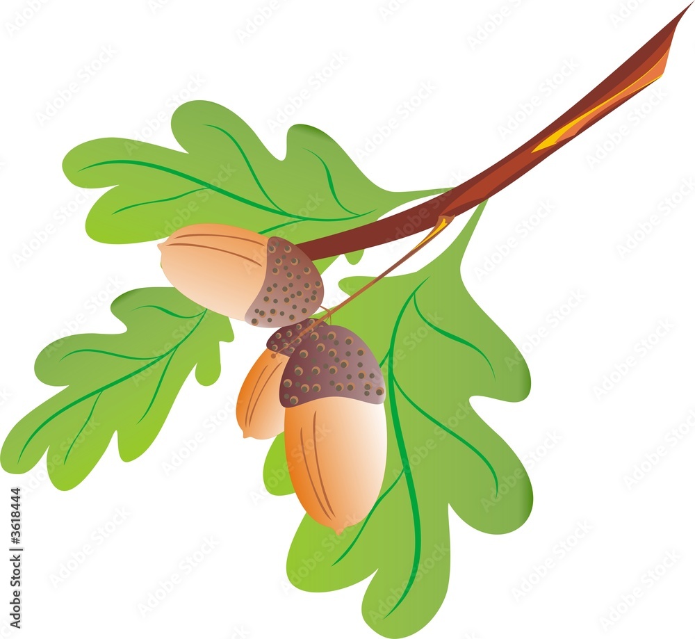 Obraz premium Oak branch