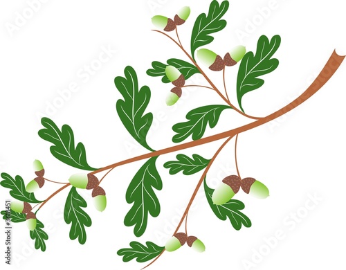 Oak branch