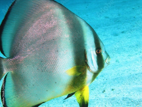 Fish, Marsa Abu Dabab, Egypt