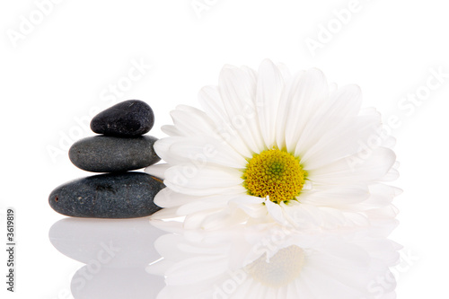 Isolated Zen Stones and Daisy