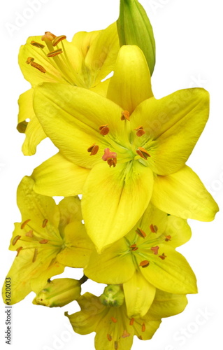 Fototapeta Naklejka Na Ścianę i Meble -  yellow lily