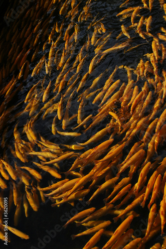 golden trout