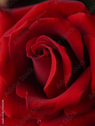 Bloom of Red Rose