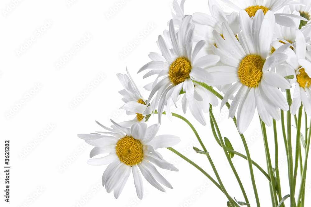 Obraz premium Daisy bouquet
