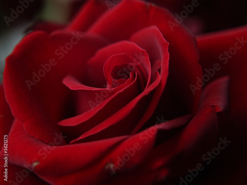 Bloom of Red Rose