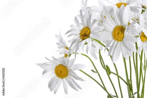 Daisy bouquet