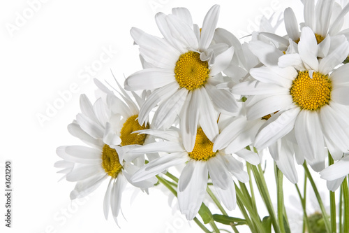 Daisy bouquet