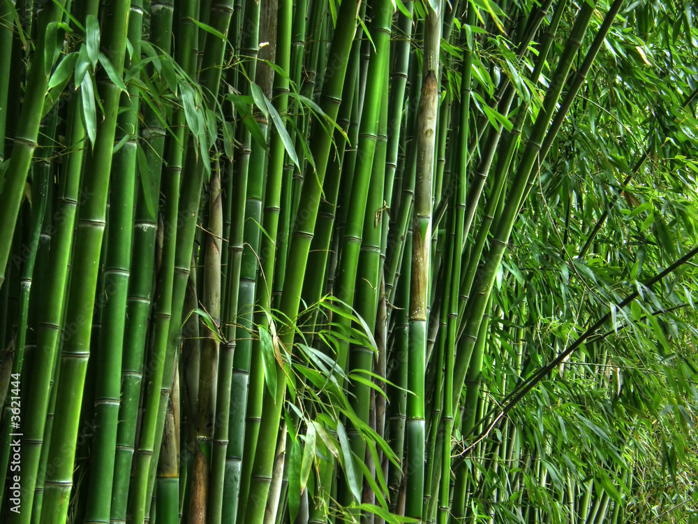 Naklejka premium bamboo grove.