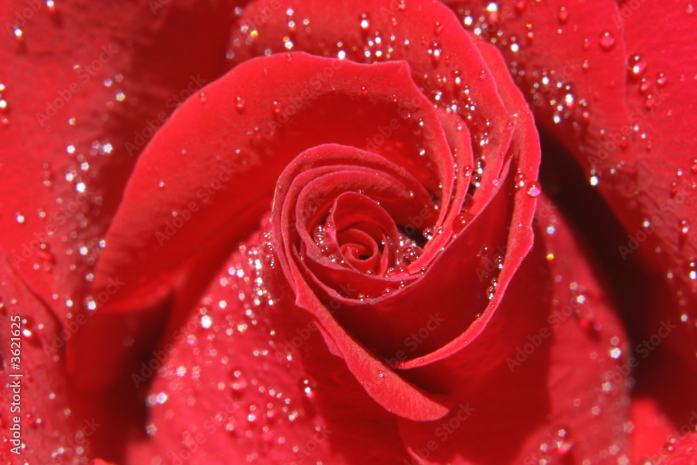 Naklejka premium wet rose