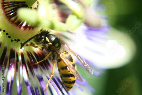 wasp on flower photo