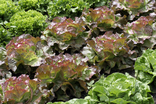 different sorts of lettuce in a vegetable garden