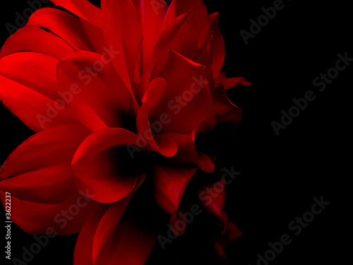 dahlia