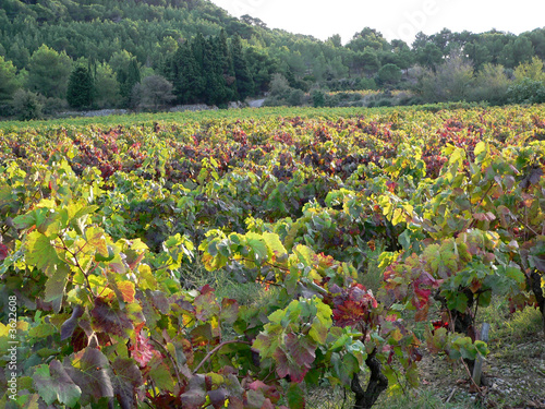 Vignes vertes