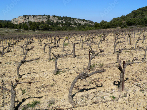 Vignes