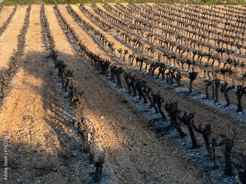 Vignes