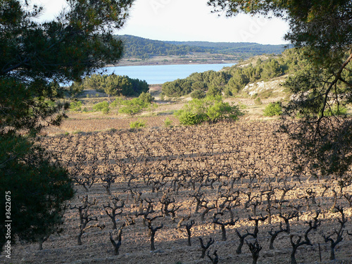 Vignes et mer