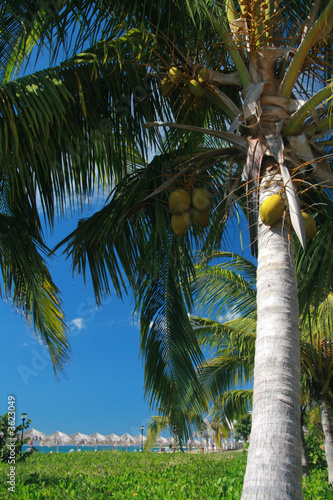 coco paradise bach
