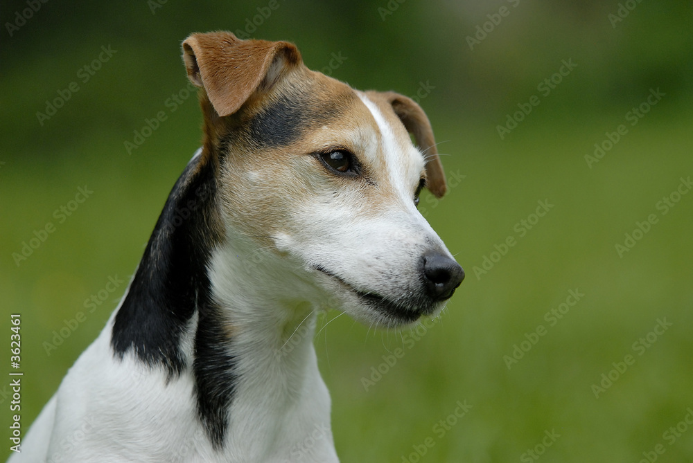 Portrait Jack Russell