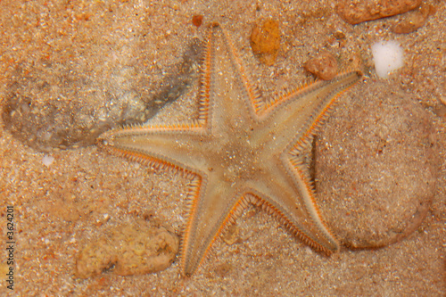 Stella marina photo