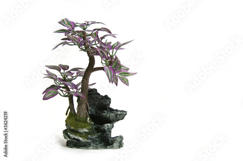 Fotografija bonsai