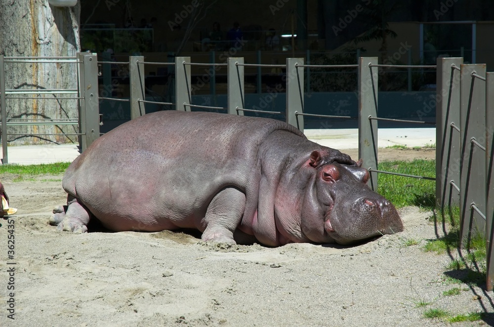Hippo Hippo