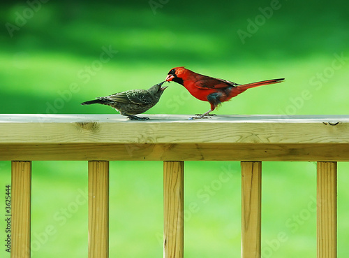 Cardinal Feeding a Wren