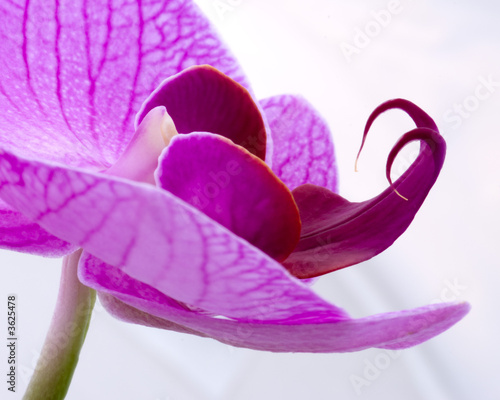 Orchid with forked tongue