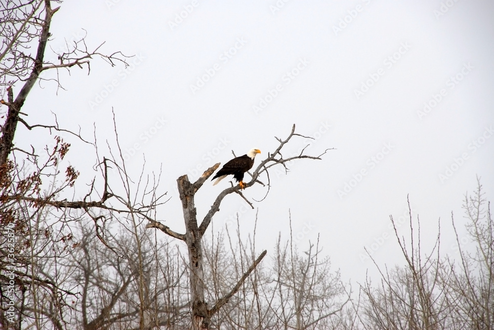 Alert Eagle Alert Eagle