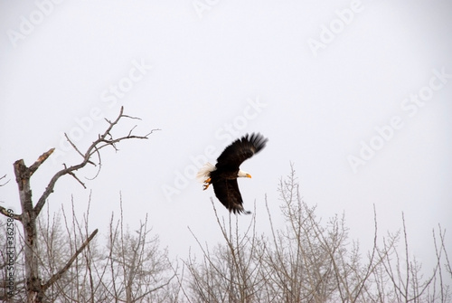Eagle in Flight