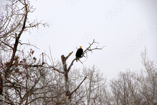 Eagle Eye