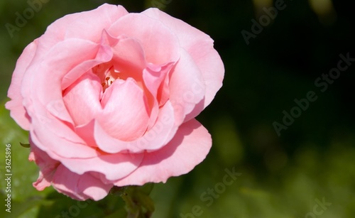 Wallpaper Mural Pink rose (blossom a bud) with the dim back background Torontodigital.ca