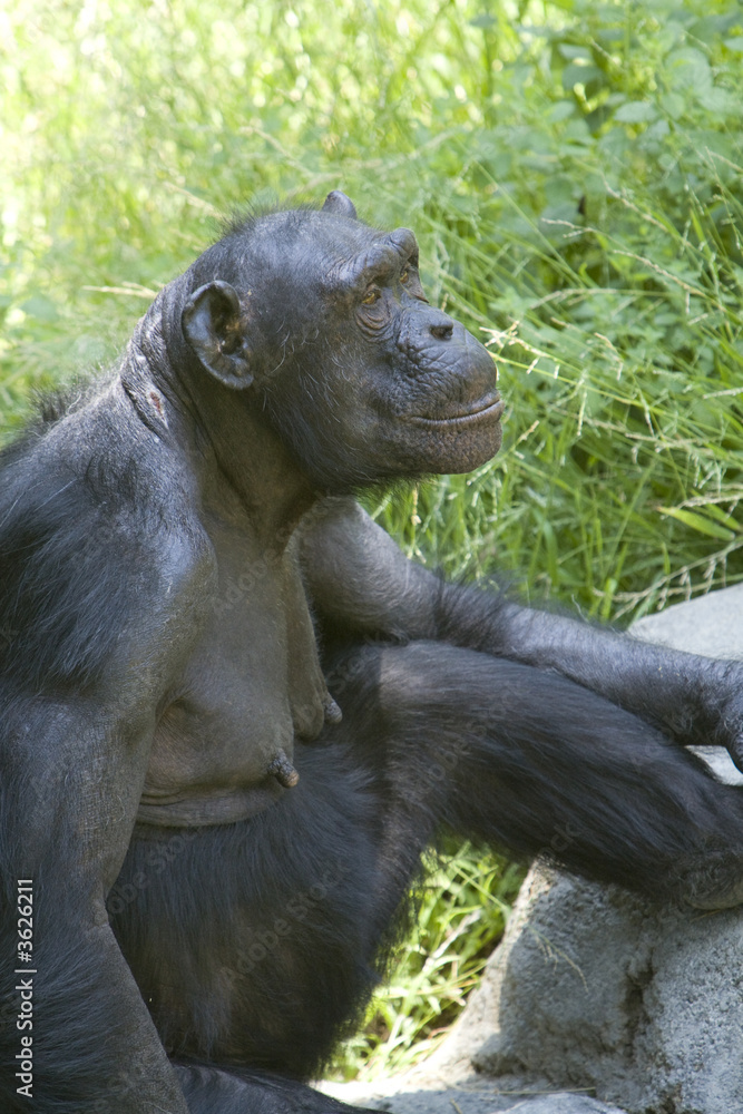 Naklejka premium Chimpanzee staring to the side camera, while at 3/4 angle
