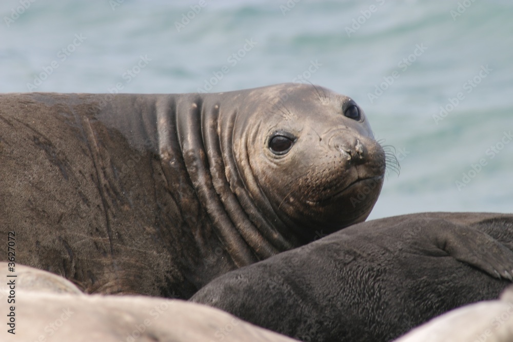 Fototapeta premium Elephant Seal