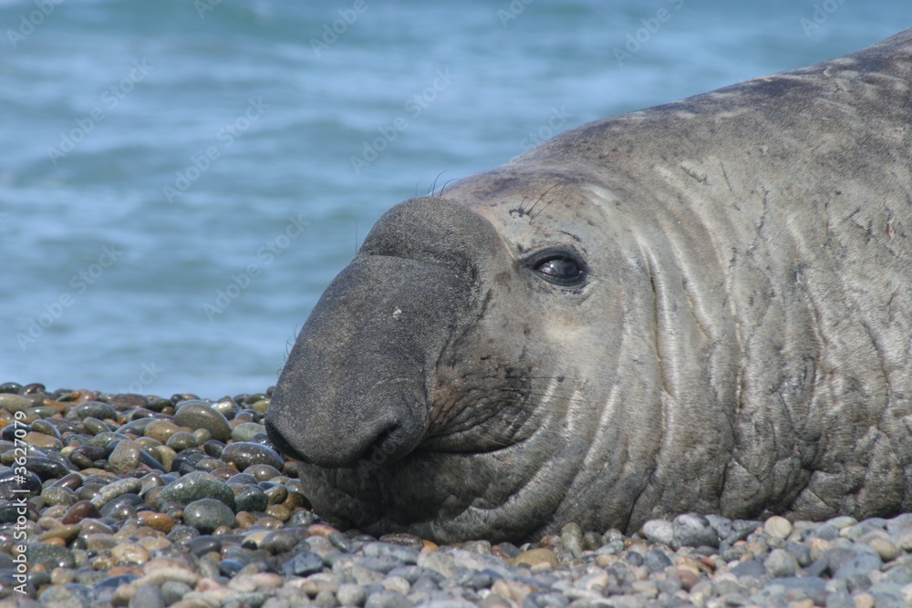 Fototapeta premium Elephant Seal