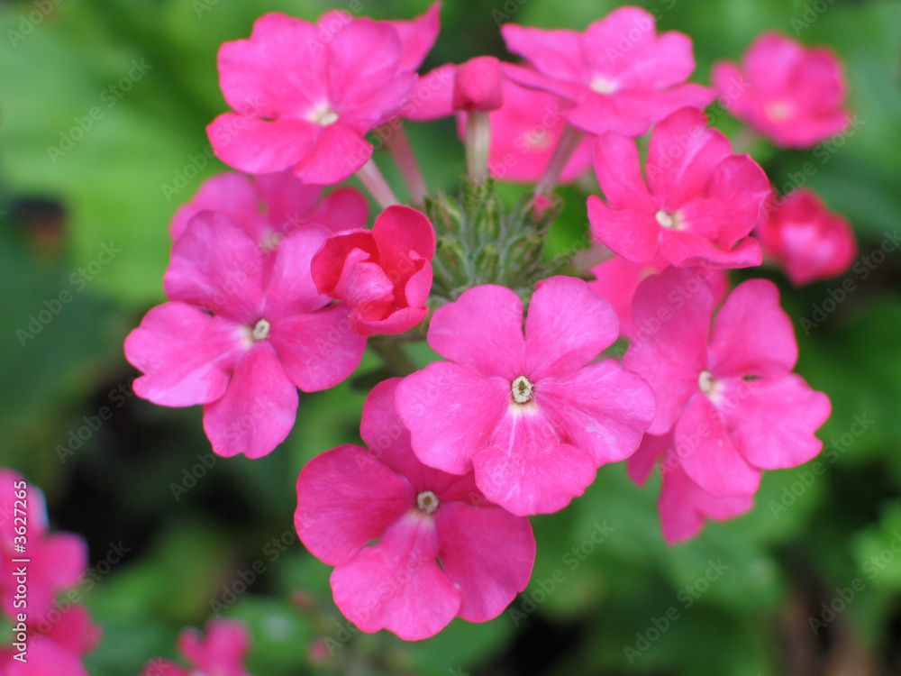 Fototapeta premium fleur violette