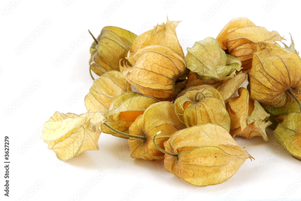 Physalis over white background