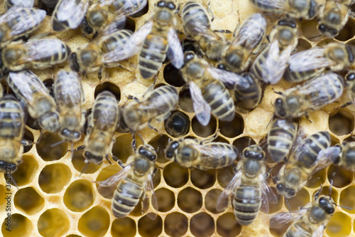 Rate and bees