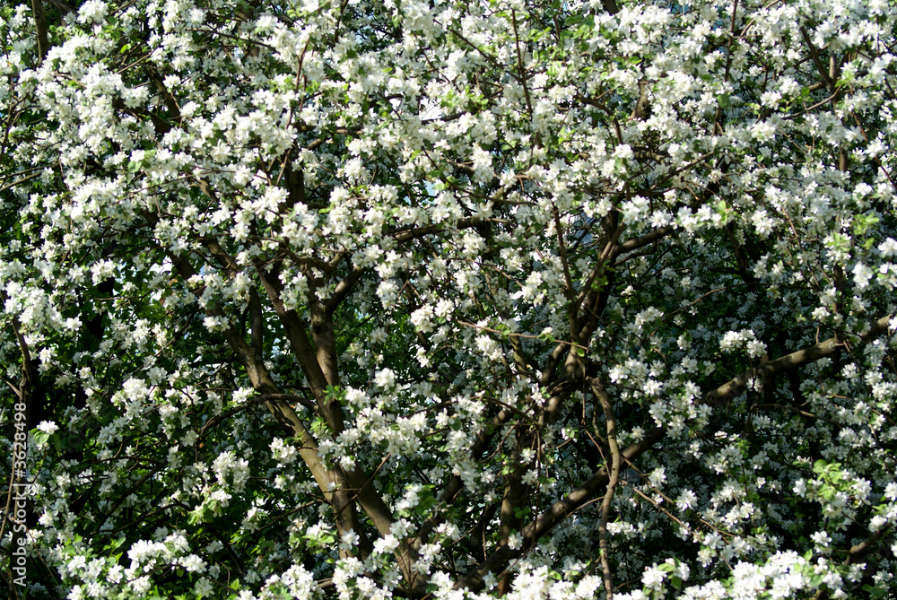 Fototapeta premium blossom aple tree in the spring on blue sky
